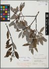 Foto von Salix hegetschweileri Heer x Salix laggeri Wimm.